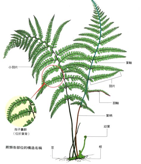 樹的部位名稱|【樹的部位名稱】樹的部位名稱大公開：入門認識盆景樹與植物全。